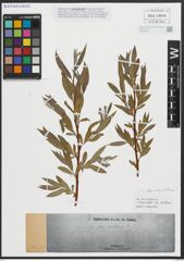 Foto von Salix alba subsp. vitellina (L.) Arcang.